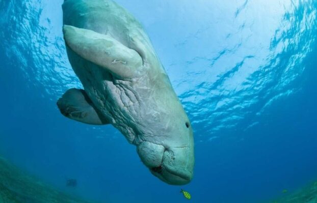 Qatar’s Dugong: Looking Closer at an Ecosystem