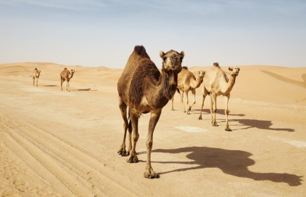 Breed Identification of Camels