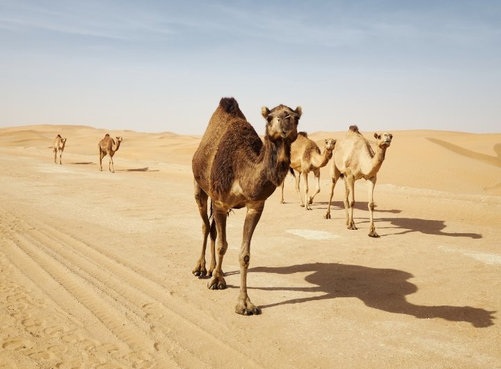 Breed Identification of Camels