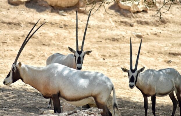 Wildlife Issues in a Desert Environment