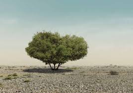 The Sidra Tree