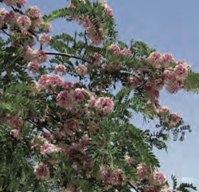 Plant Life in Qatar