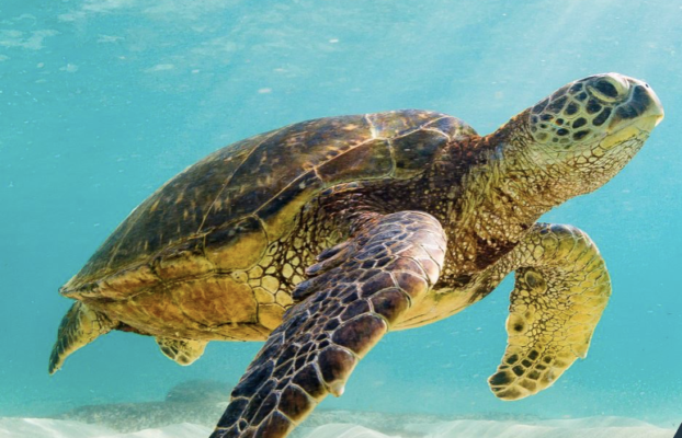 Conserving Marine Turtles in Qatar