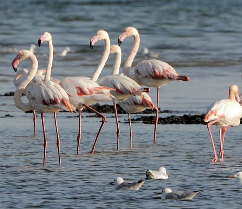 Animal Life in Qatar