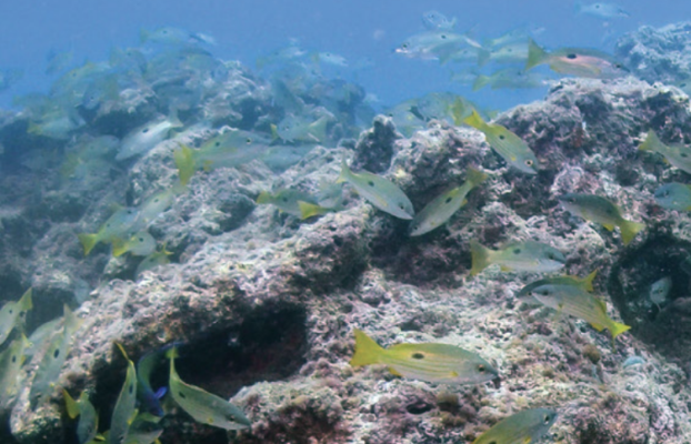 Coral Reef Ecosystem