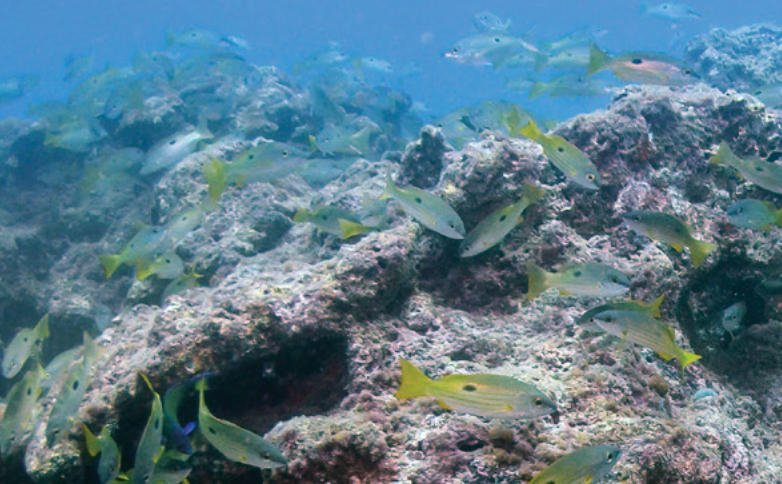 Coral Reef Ecosystem